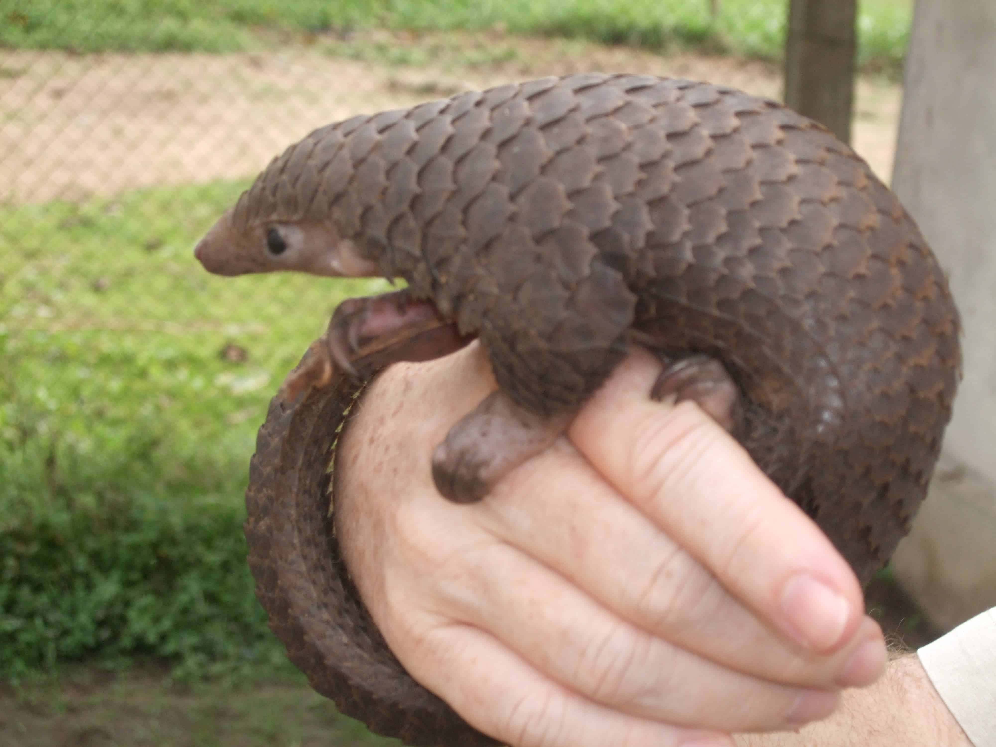 Pangolins are often killed for their meat, which is considered a delicacy. Credit: Wikimedia Common