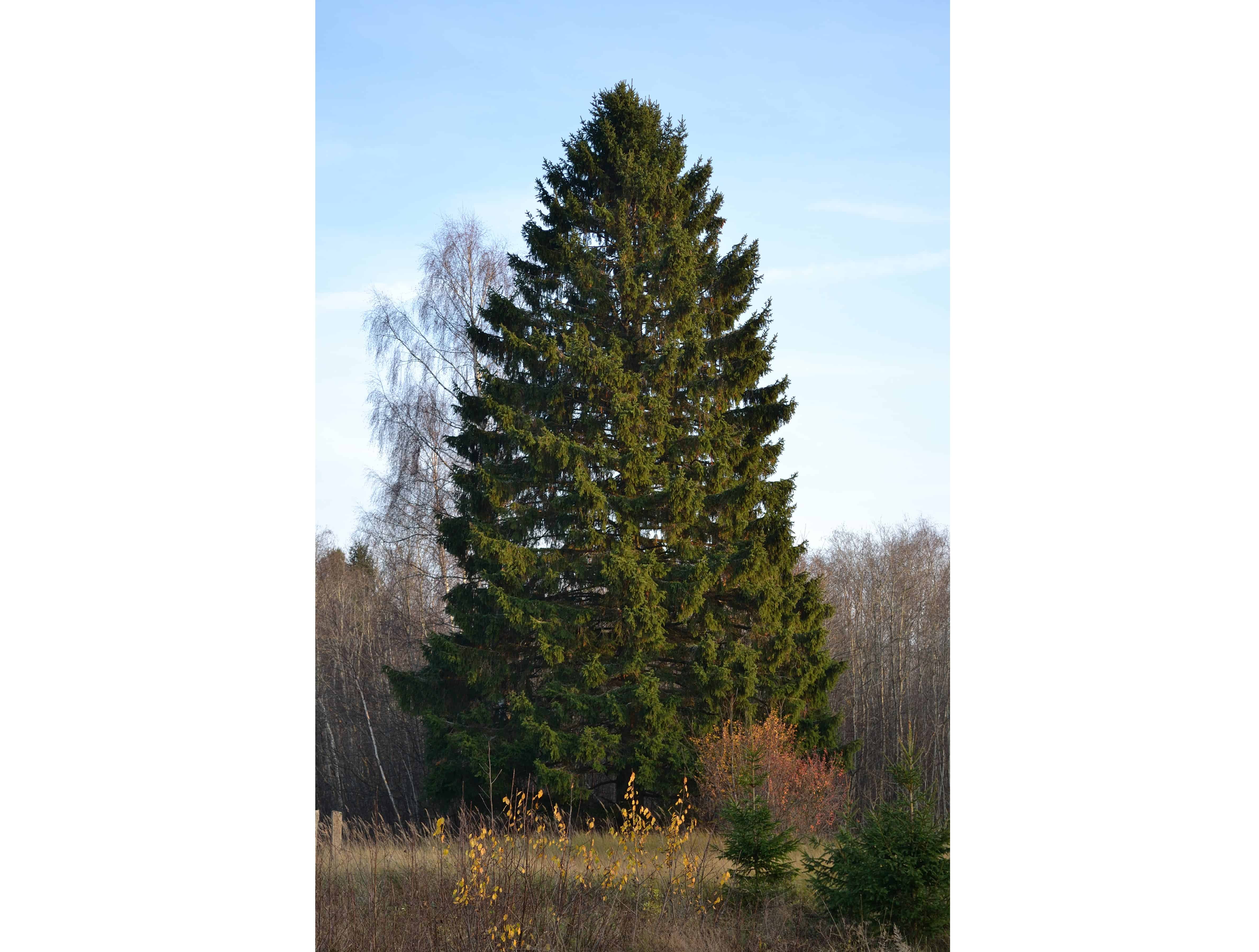 A Norway spruce in the wild. Image credits: Ivar Leidus