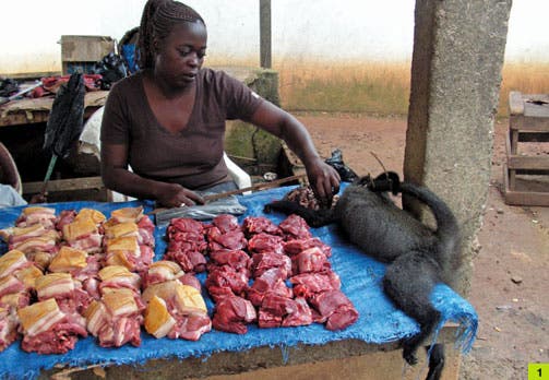 Bush pigs, duikers, and monkeys for sale at a stall in Makokou market, Gabon.  Photo by Nathalie van Vliet