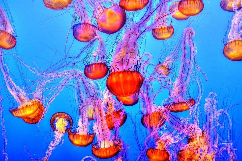 Jellyfish may also join you for your swim. Image credits: Unsplash