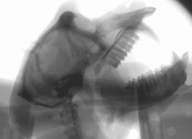 X-rays were used to trace the movements of the different parts of a macaque's vocal anatomy. Asif Ghazanfar, Princeton Neuroscience Institute.