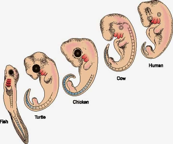 Human embryos have a prenatal tail. 
