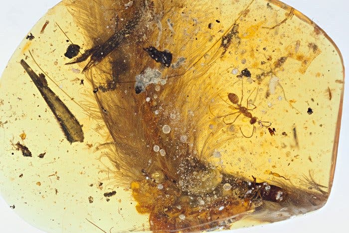 Beautiful 99-million-year-old dinosaur feather trapped in amber speaks of f...