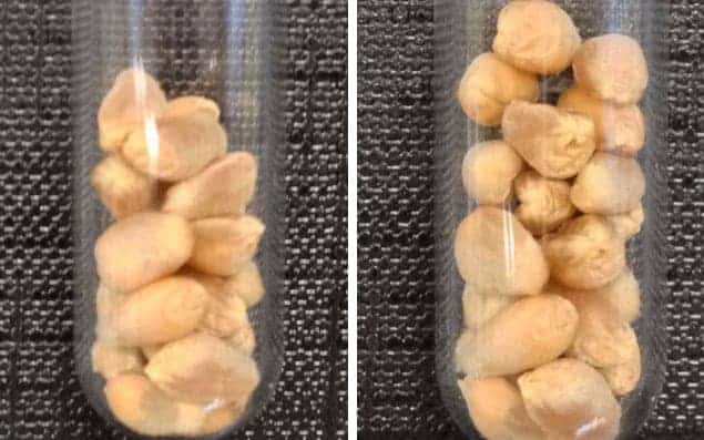 Harvest from untreated and treated wheat, respectively. Credit: OXFORD UNIVERSTY/ROTHAMSTED RESEARCH. 