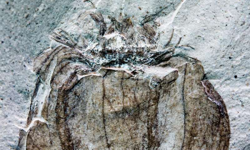 The new fossil groundcherry Physalis infinemundi from Laguna del Hunco in Patagonia, Argentina, 52 million years old. This specimen displays the characteristic papery, lobed husk and details of the venation. Credit: Ignacio Escapa, Museo Paleontológico Egidio Feruglio

Read more at: https://phys.org/news/2017-01-south-american-fossil-tomatillos-nightshades.html#jCp
