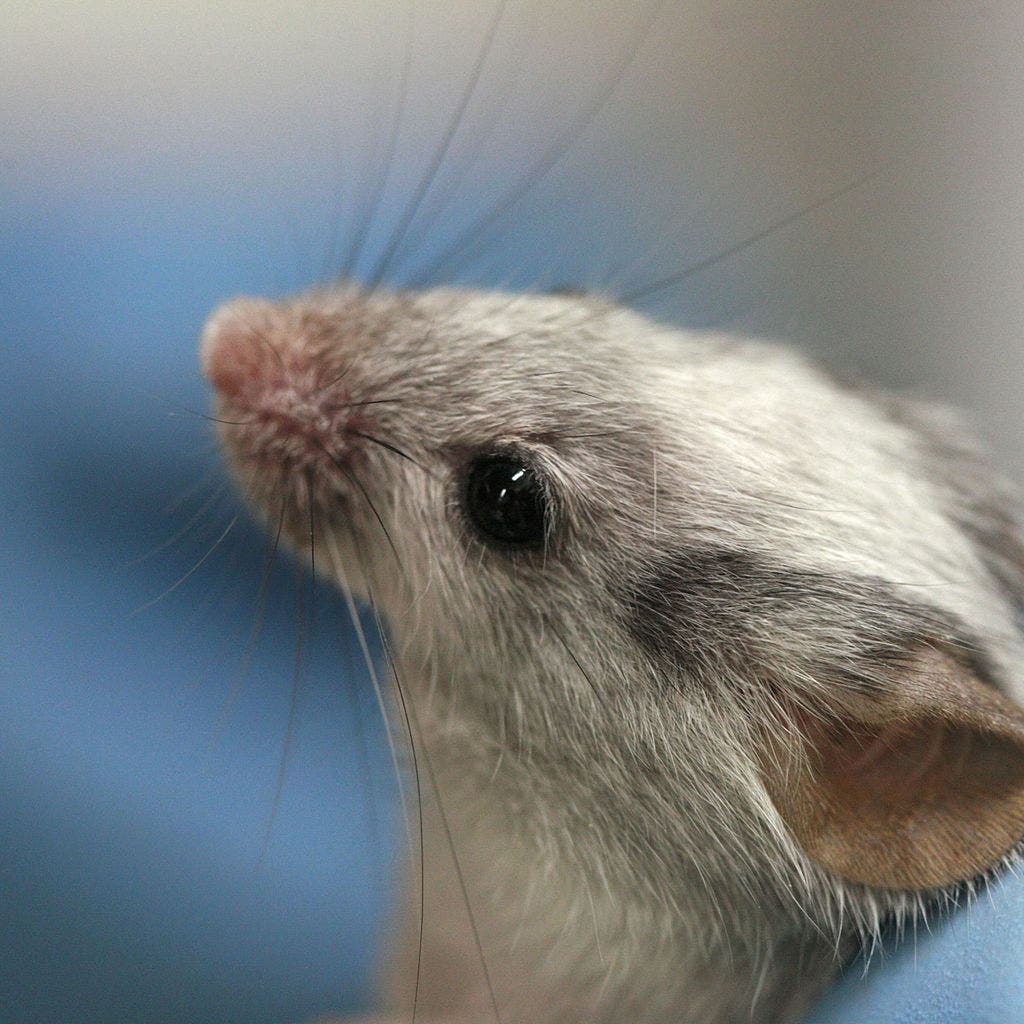 Most rats exhibited improvements in both hearing and balance. Image credits: Rama / Wiki Commons
