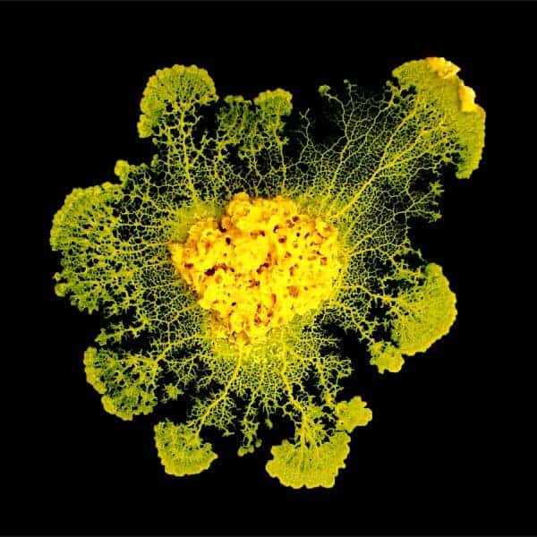 P. polycephalum, a single-celled organism otherwise known as a slime mold, grown on agar in the laboratory.
Credit: Audrey Dussutour (CNRS)