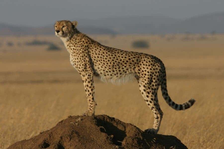 Cheetahs face a rocky future. Image credits: Zoological Society of London