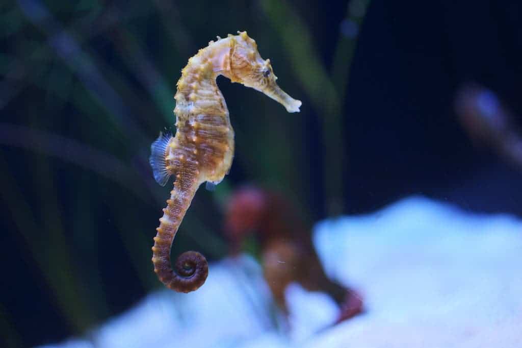 A different species of seahorse. Image credits: Maëlick Seahorse.