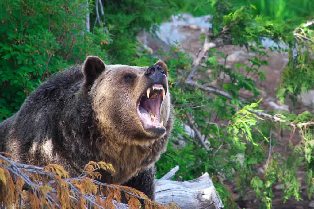 Myth bashing: Bears are not ferocious flesh-eaters