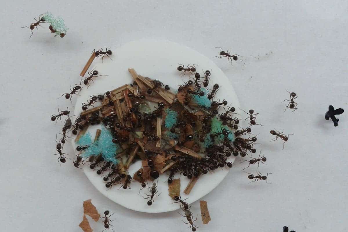 Ants love their sweet liquids! Image credits: J. Coelho.