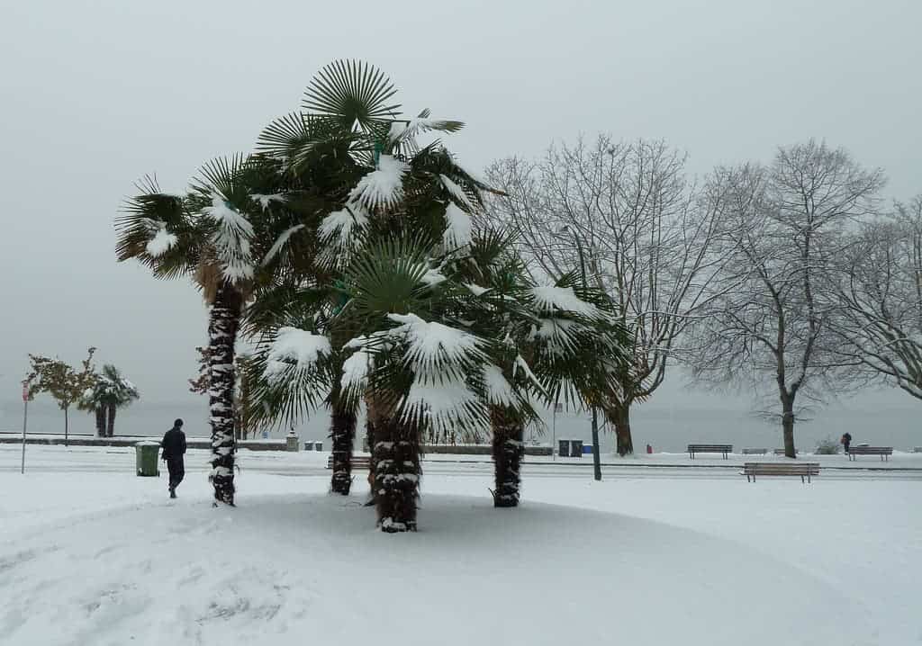 Vancouver's palms at English Bay during the winter. Credit: Flickr, Wendy Cutler.