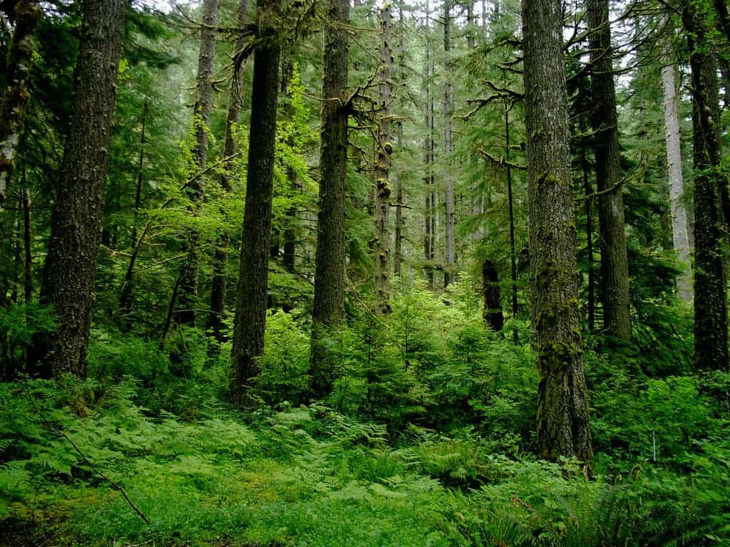 The different types of forests: everything you need to know