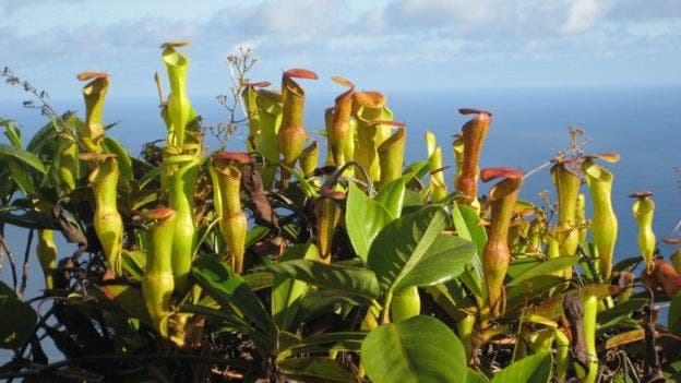 The pitcher plant is adapted to mountain life which favors native pollinators. Image credits: C. Kaiser-Bunbury.