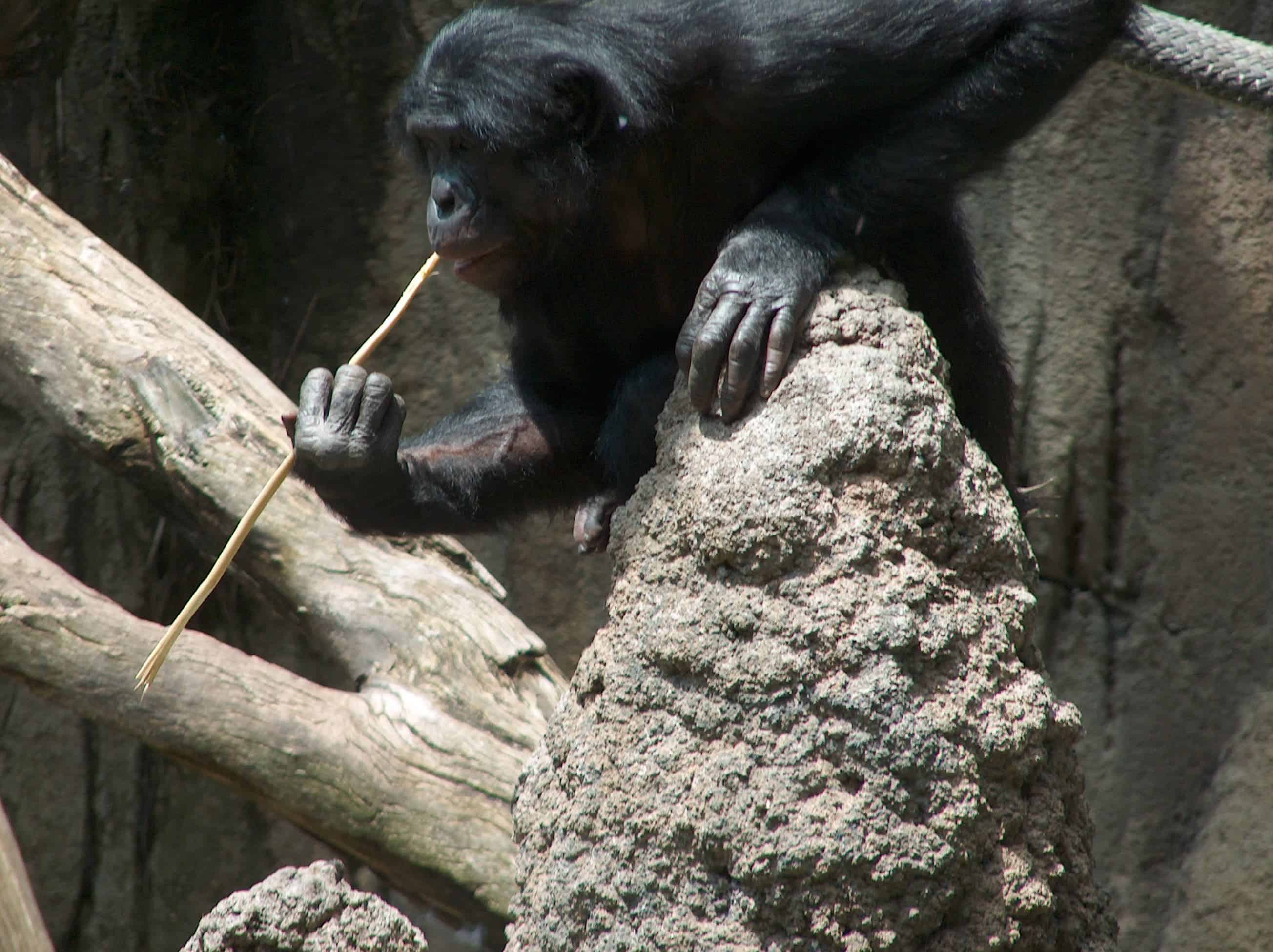 A bonobo 