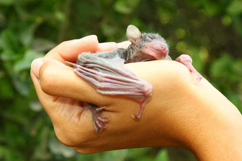 A baby Egyptian fruit bat. Image credits: Dawson / Wiki Commons.