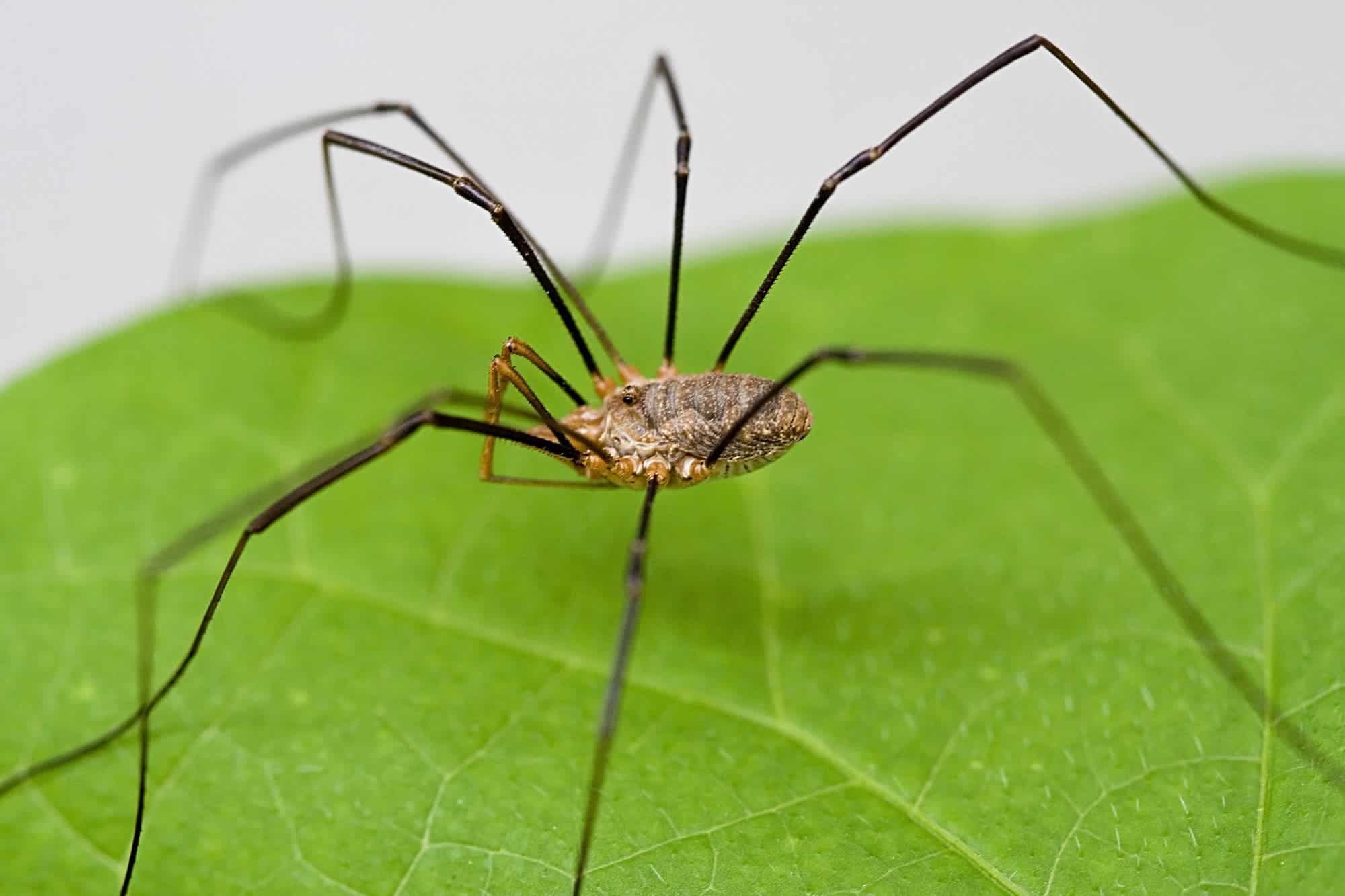 Normaal Intuïtie Keer terug Myth bashing: Are daddy longlegs spiders?