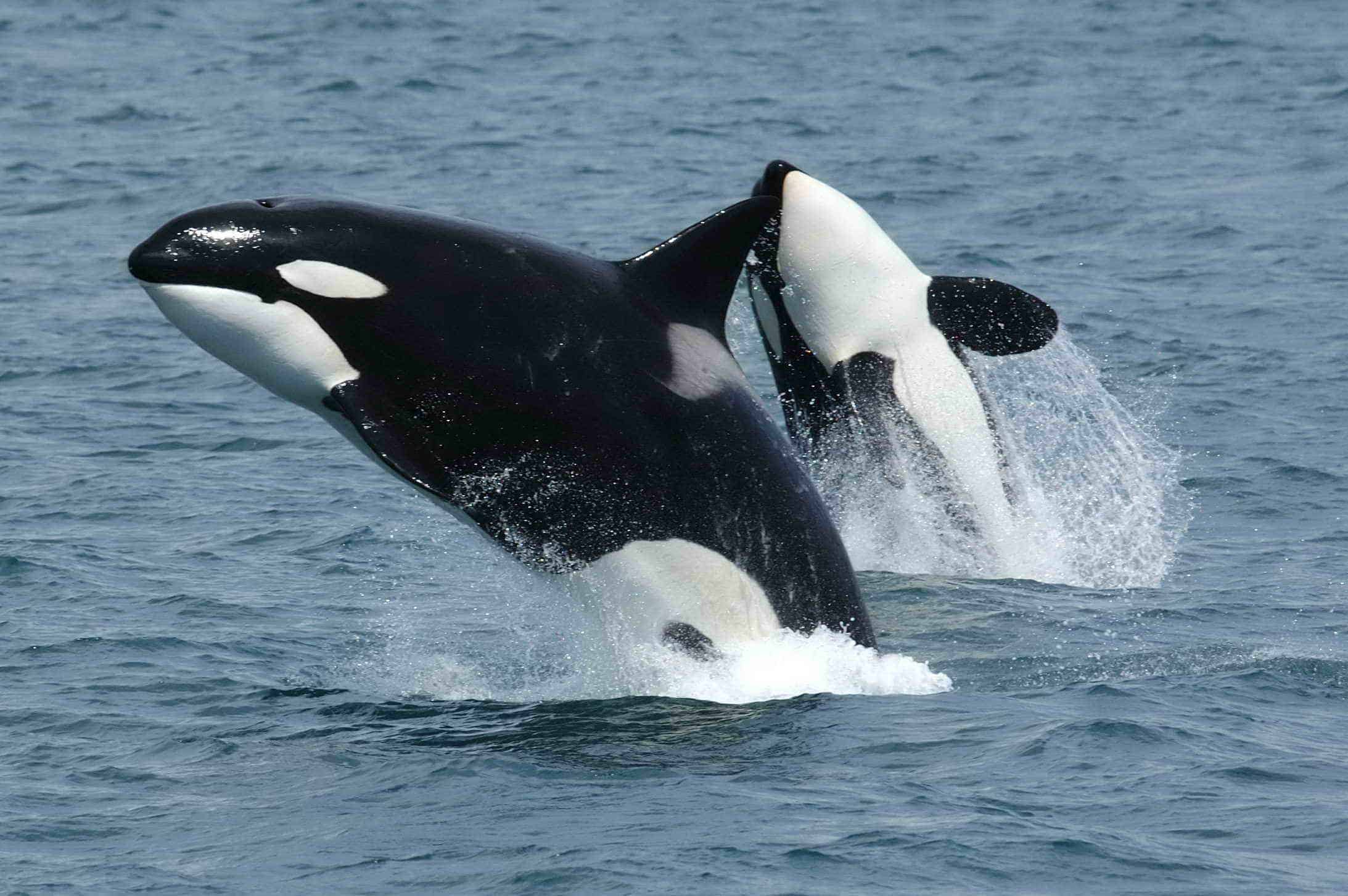 Killer whales also reach menopause later in their life. Image credits: Robert Pittman / NOAA.