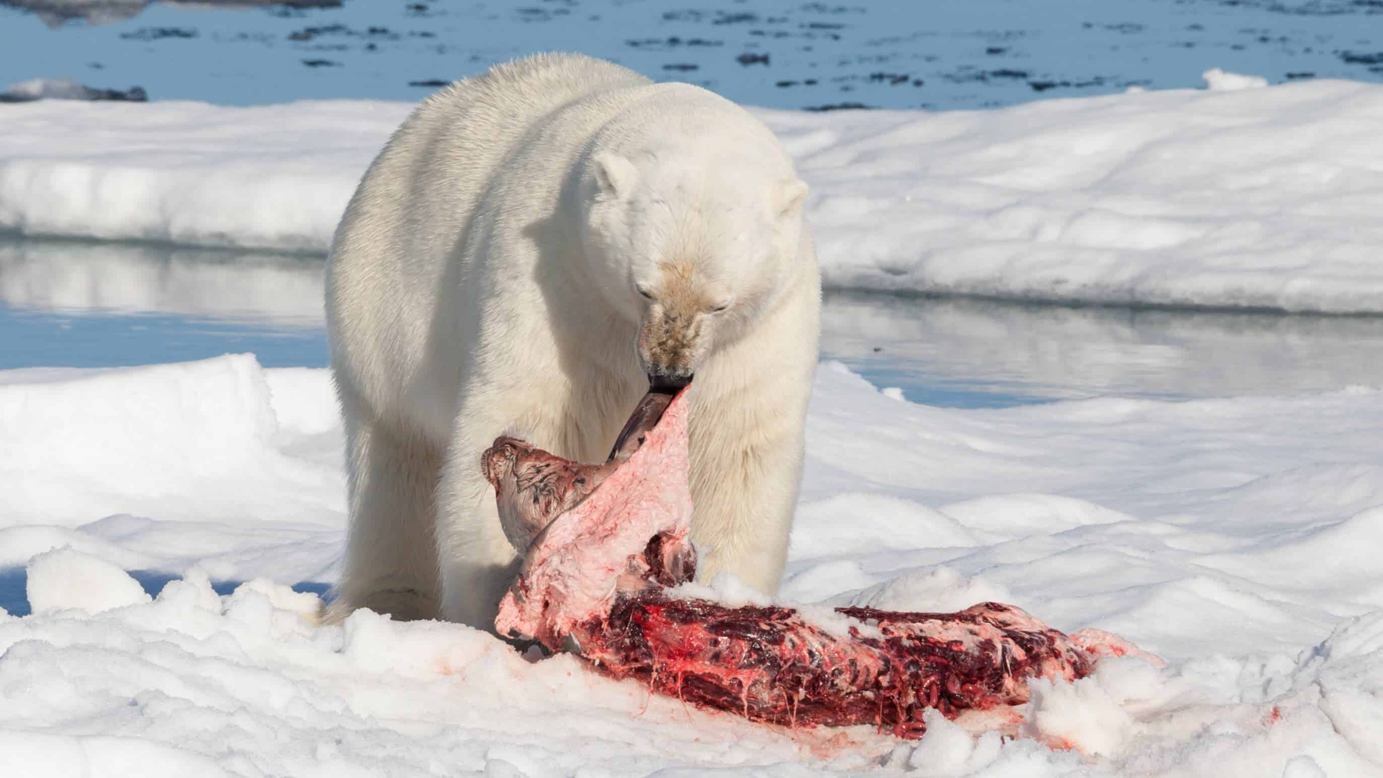 Polar bear ecology