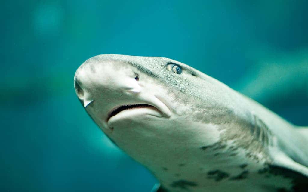 Another shark at the Monterey Aquarium.