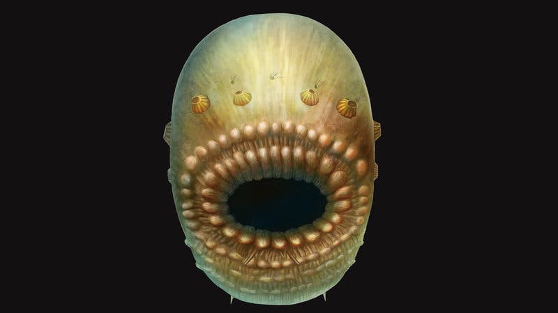 Artistic depiction of Saccorhytus coronarius, a sea creature that lived 540 million years ago. Image credits: Jian Han, Northwest University, China