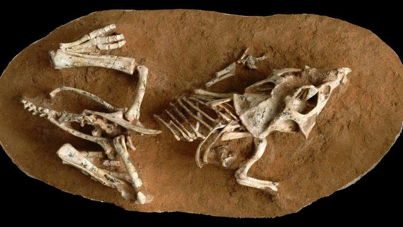 Fossil of Protoceratops hatchling. Credit: Dr. Greg Erickson.