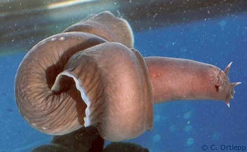 Hagfish might not be pretty, but they have heart. Image credits: Justin