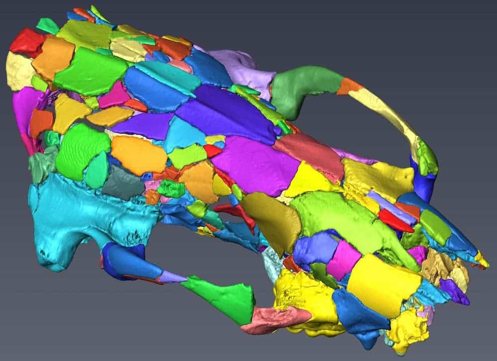 Because the skull was flattened like a pancake, researchers did a computed tomography (CT) scan of the fossil. Each color in this digital scan represents an individual fragment.
Image credits: Stuart C. White