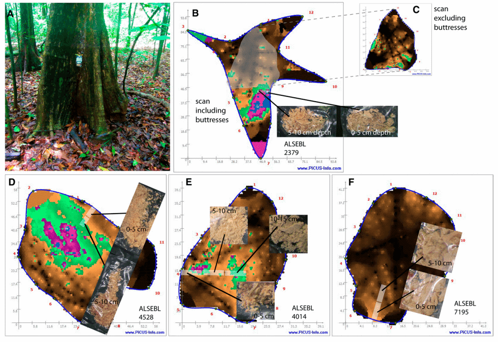 2. Images illustrating key elements of proper sensor placement for reliable sonic tomogram study of internal decay of four individuals of living Alseis blackiana trees on Barro Colorado Island, Panama. Credit: Applications in Plant Sciences