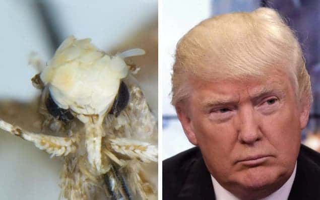 Neopalpa donaldtrumpi side by side with Donald Trump.
