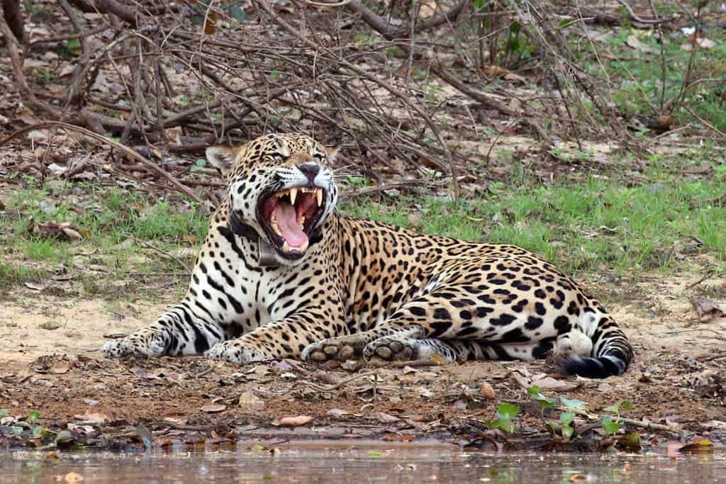 Believe it or not, there are actually wild jaguars living in the United States. These handful of individuals will become isolated from the rest of the population south of the border if Trump's wall will get erected. Credit: Wikimedia Commons. 