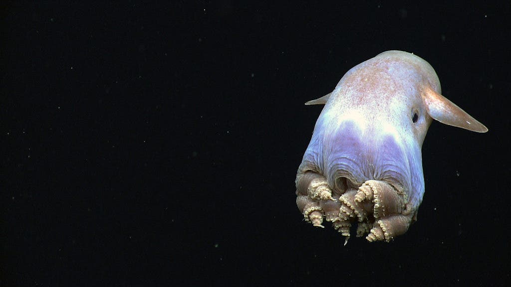 17 Unrealistic Creatures That Actually Exist