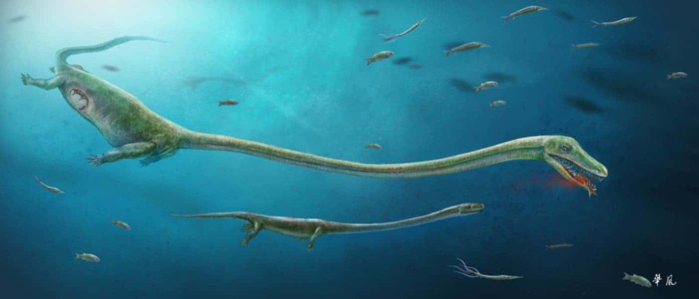 This is an artist's impression of what Dinocephalosaurus might have looked like.
Credit: Drawn by Dinghua Yang
