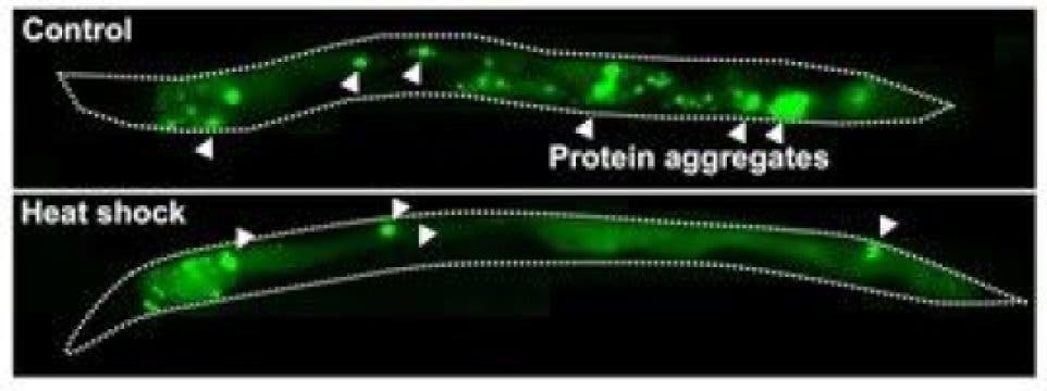 Brief heat shock reduces protein aggregation in a C. elegans model of Huntington's disease.
Credit: Caroline Kumsta, Ph.D.
