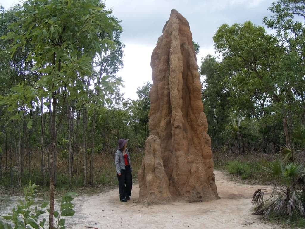 The mounds made by Cathedral termites in Australia.
Image credits librarianidol / Flickr.