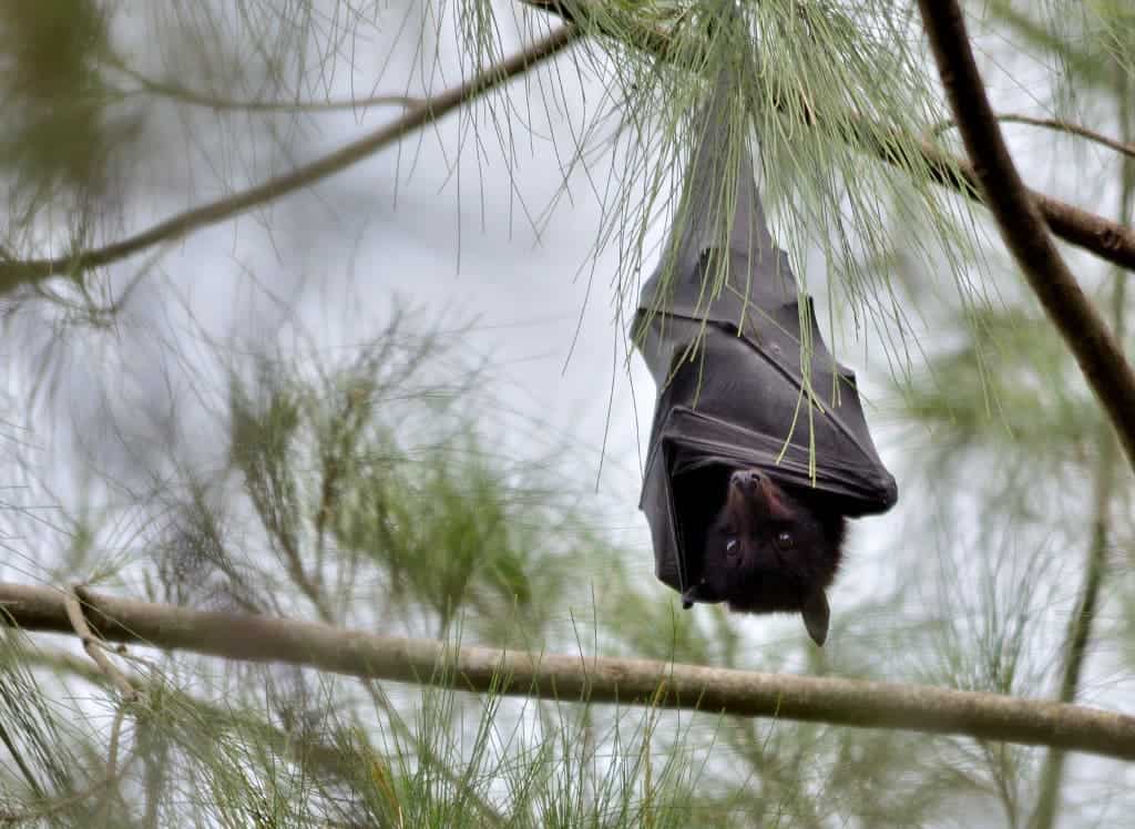 There are plenty of gruesome pictures and videos of the flying fox carnage -- we won't share any here. This is what a healthy animal looks like. Image credits: James Niland.