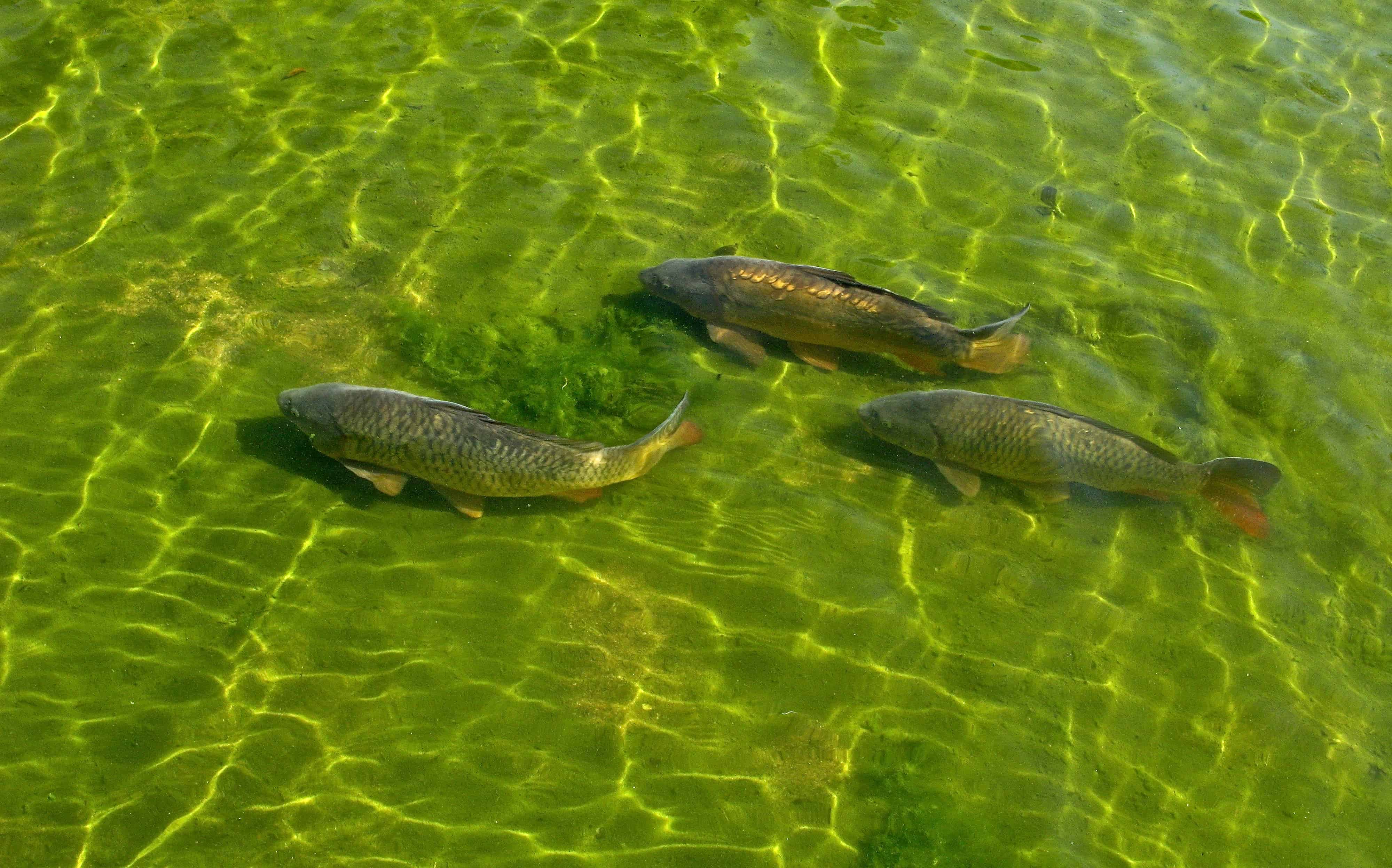 Какие рыбы есть в пруду. Рыбоводство Карп Прудовое. Сазан и Карп. Рыба в озере. Мелководье рыбы.