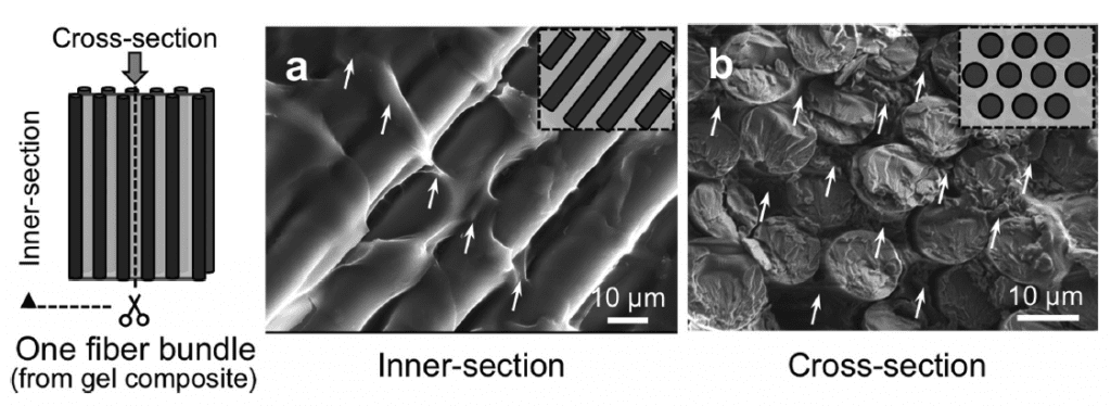 Scanning Electron Microscopy (SEM) images of the fiber-reinforced hydrogels. The polymer matrix (arrows) filled the interstitial space in the fiber bundles and connected the neighboring fibers. (Huang Y. et al., Advanced Functional Materials, January 16, 2017)