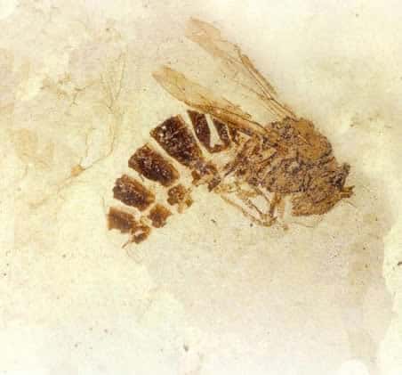 This fossil of Palaeovespa florissantia, a paper wasp, reveals a species that lived 34 million years ago. Its’ imprint is delicately preserved in paper-thin lake shale. This particular specimen serves as the logo for Florissant Fossil Beds National Monument. National Park Service photo. Image credits: NPS.