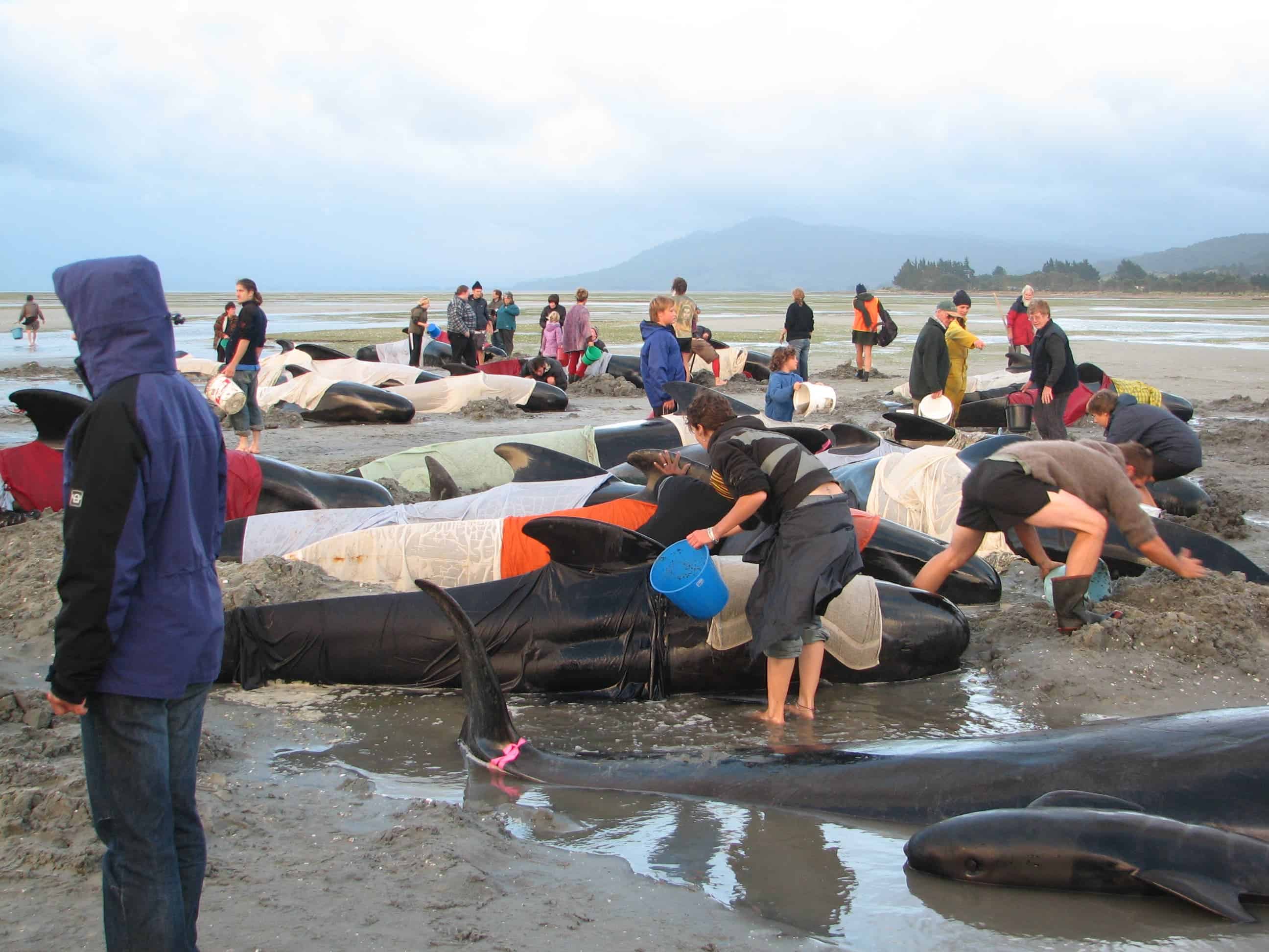 Volunteers helping beached whales in Golden bay, 2005. Image credits: Chagai