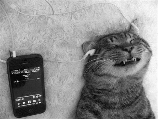 This cat has a whole playlist of awesome music you can't even hear.
Image from public domain.