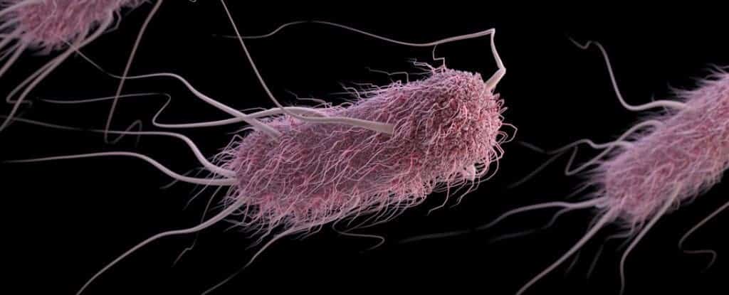 E. coli, featured here, communicated with the artificial cells. Image credits: CDC