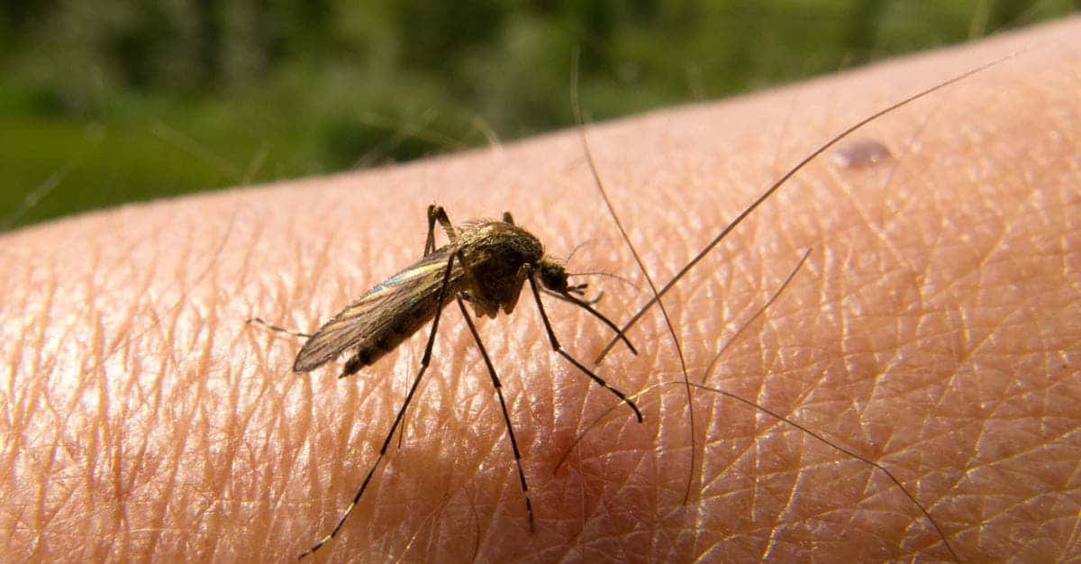 Malaria mosquito. Credit: Public domain.