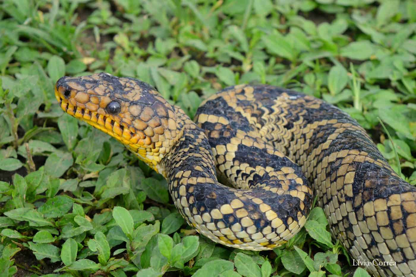 Cropan's boa (Corallus cropanii) inhabits a forest range in Brazil, and scientists recently glimpsed the first living specimen seen since 1953.
Credit: Lívia Corrêa/Instituto Butantan