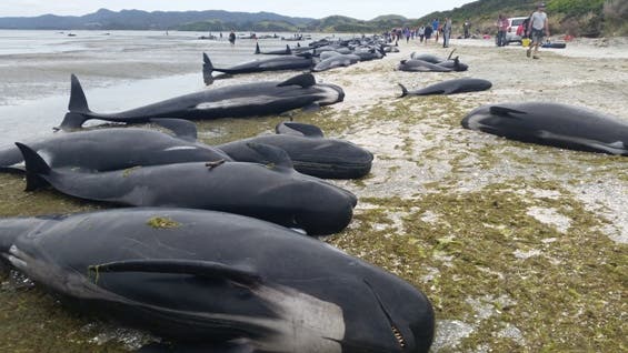 Stranded pilot whales at Farewell Spit, New Zealand today. Image: Deb Price