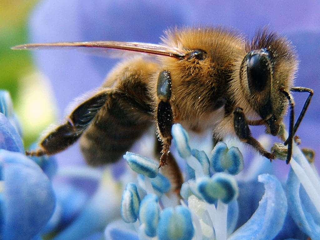 Honey bees have specialized gut bacteria, like humans. Image credits: Ricks