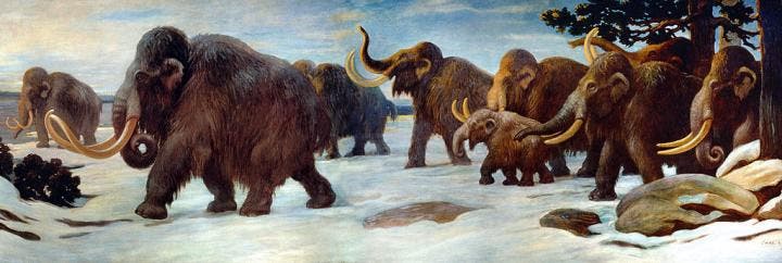 Wooly mammoths near the Somme River, AMNH mural. Image credits: Charles R. Knight, Public Domain, Wikimedia Commons.