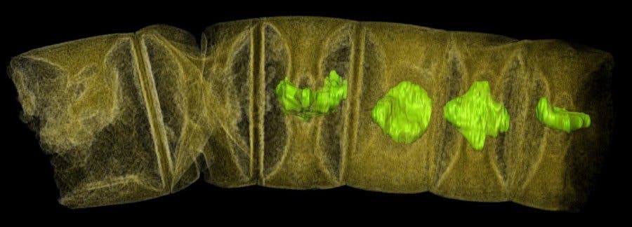 X-ray tomographic picture (false colors) of fossil thread-like red algae.
Credit: Stefan Bengtson; CCAL