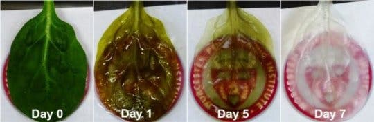 The process of stripping the spinach leaf of its cells. Image credits: Worcester Polytechnic Institute.
