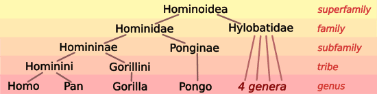 hominoids include